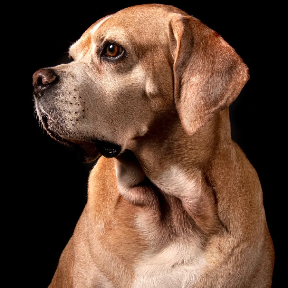 Cachorro Perdigueiro 3.webp